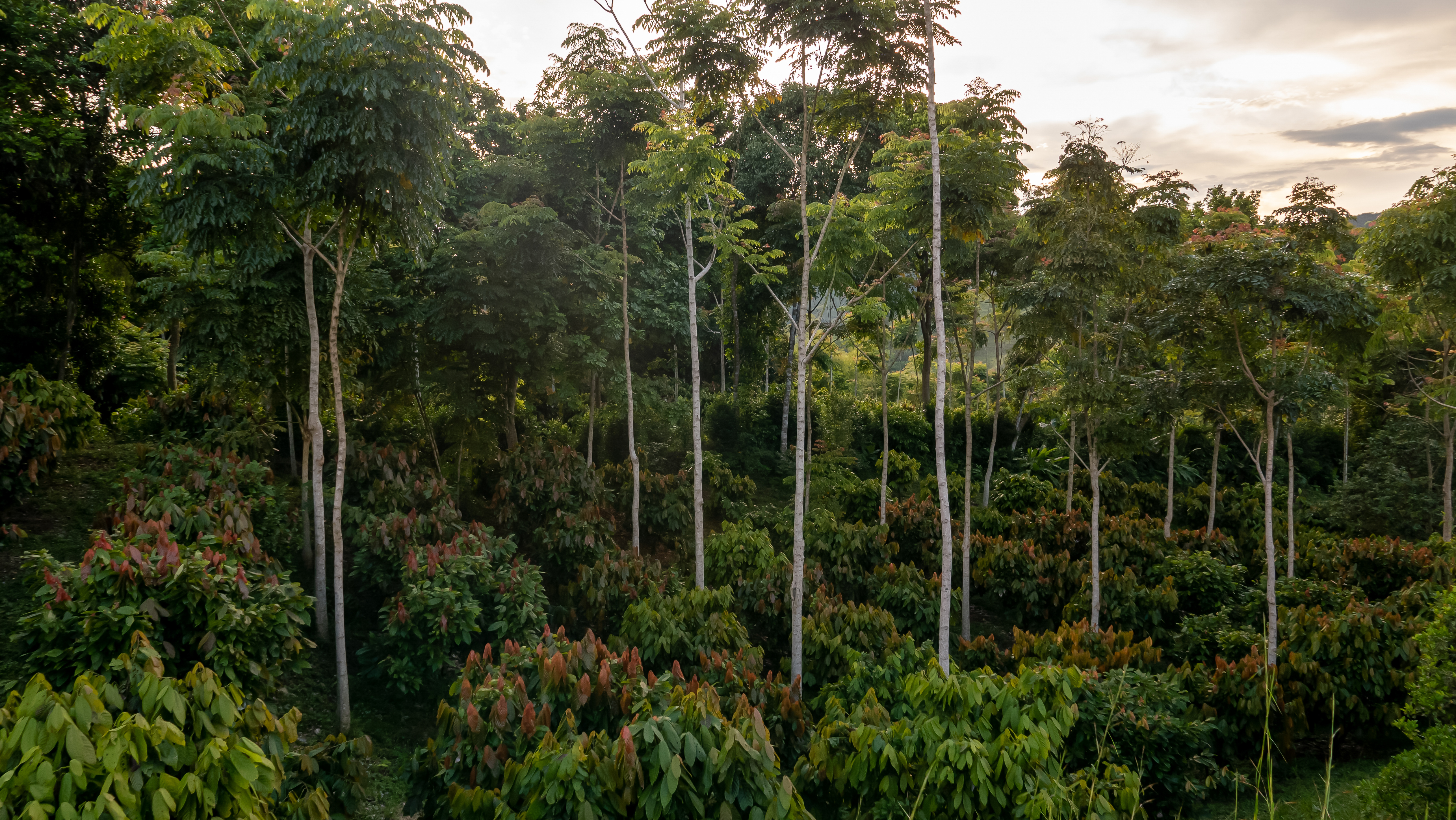 cacao_plantation_growing.jpg