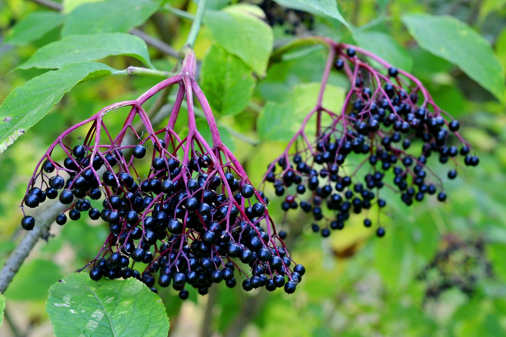 Are Elderberry Leaves Poisonous To Chickens at Gilbert High blog